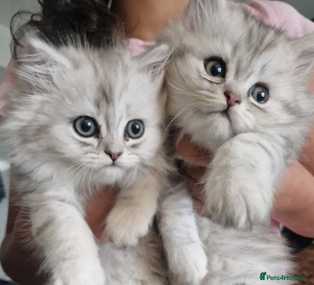 Persian cats for sale: Persian Chinchilla  - Image 2