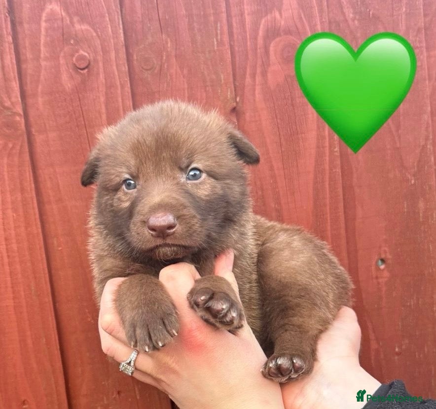 Saarloos Wolfdog dogs Stunning Low Content Wolfdog Puppies - Advert 2