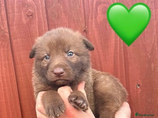 Saarloos Wolfdog dogs Stunning Low Content Wolfdog Puppies - Advert 2