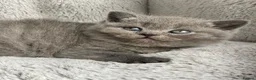 British Shorthair cats for sale: ✨ Beautiful Kittens – Ready for New Homes! - Advert 4