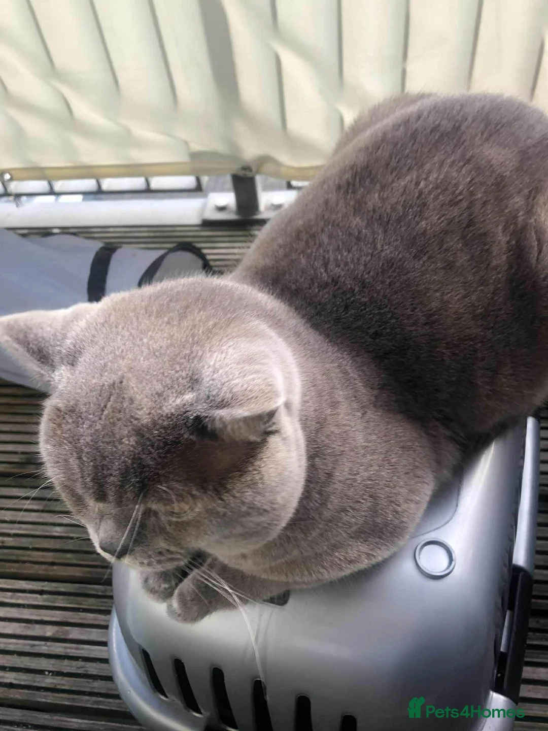 British Shorthair cats for sale: lilac british shorthair male - Advert 2