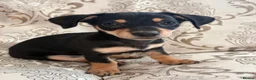 Dachshund dogs for sale: Female puppy ready to go  - Advert 7