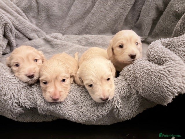 Miniature Dachshund dogs long haired cream miniature dachshund puppies  - Advert 11