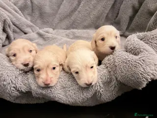 Miniature Dachshund dogs long haired cream miniature dachshund puppies - Advert 11