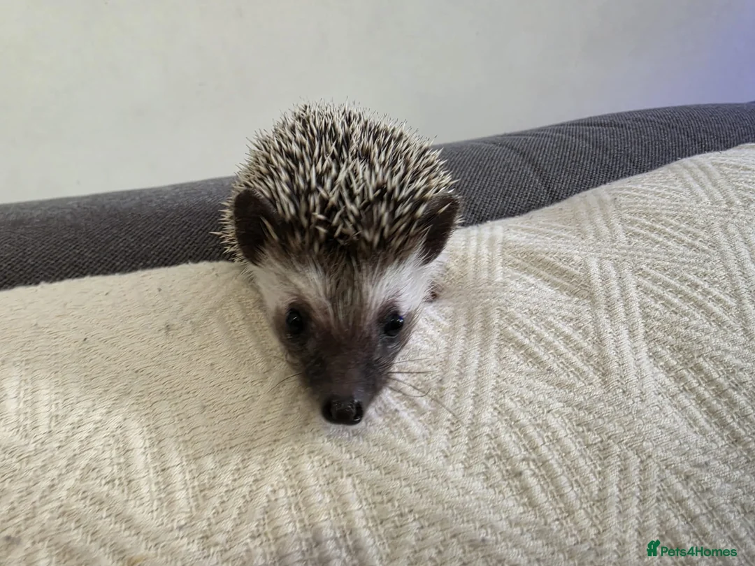 Pygmy Hedgehog rodents for sale: Male and female African pigmy hedgehog  - Advert 9