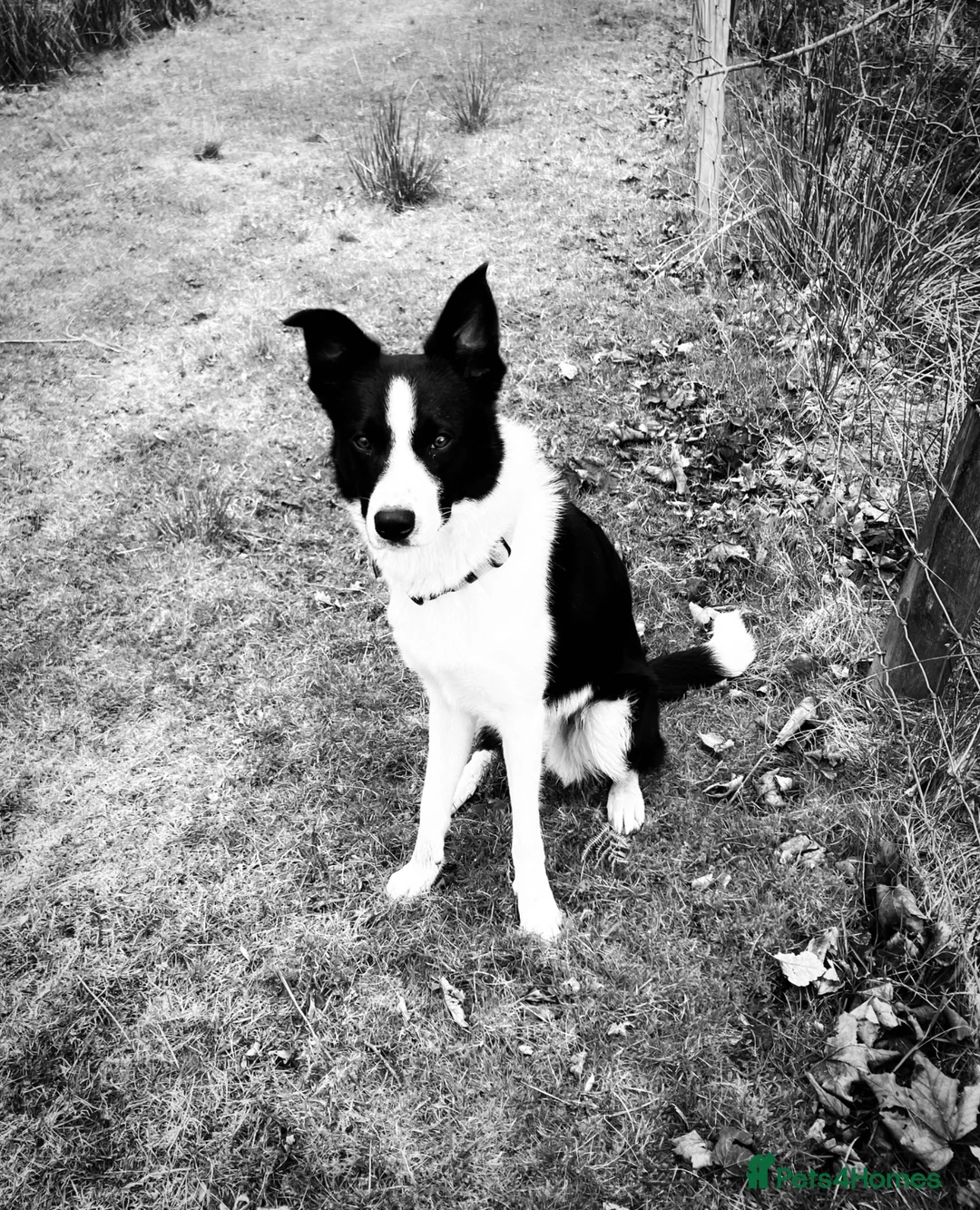 Border Collie dogs for sale: Superb Border Collie Aged 9 Months in Bruton - Advert 2