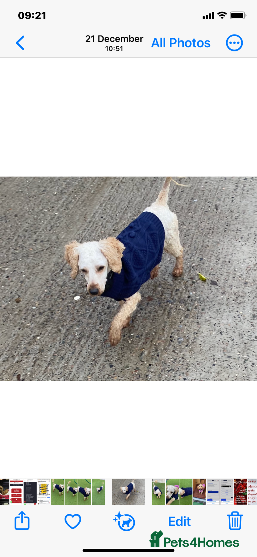 Miniature Poodle dogs for sale: Apricot miniature poodle girl - Advert 5