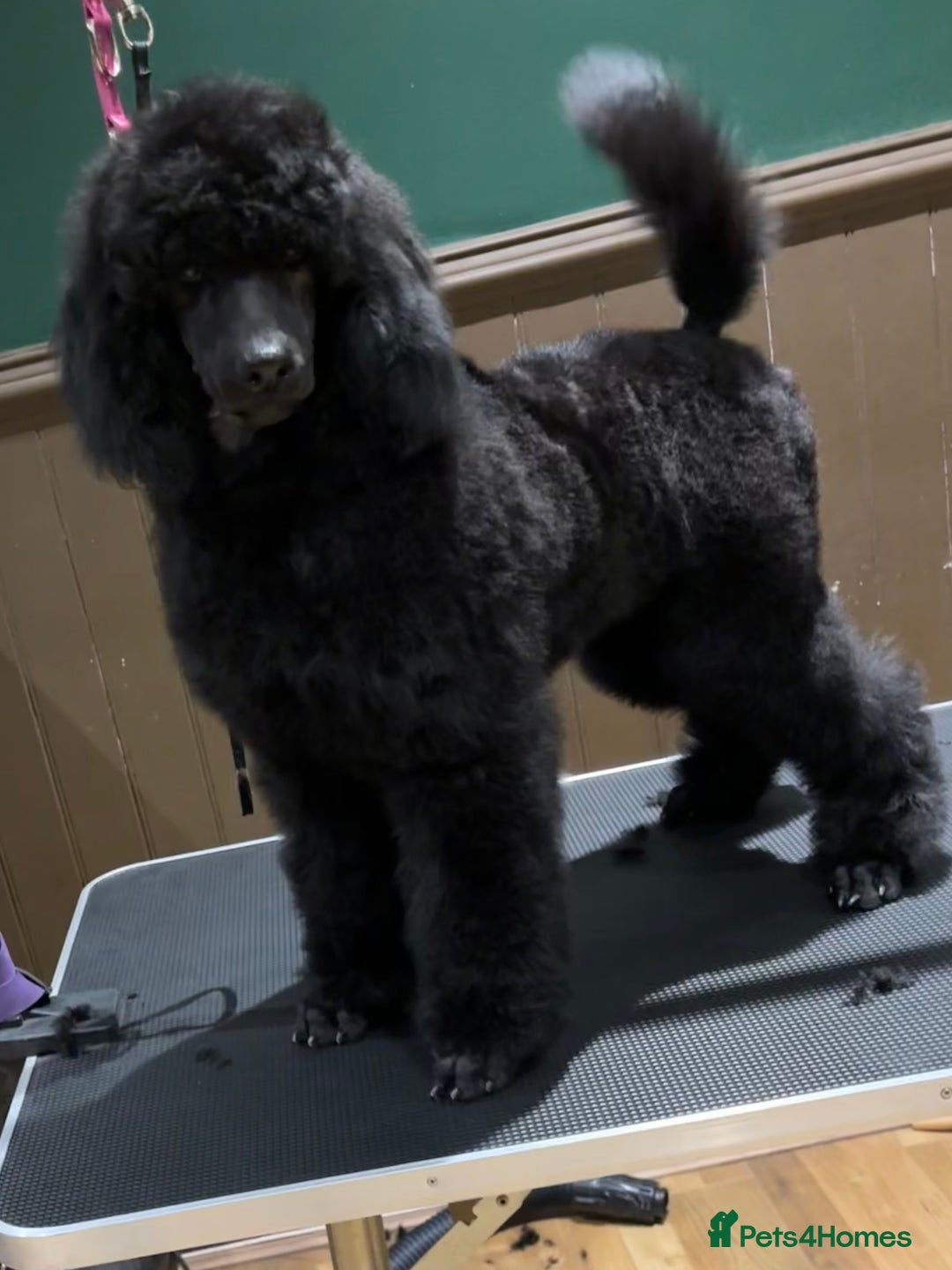 Standard Poodle dogs for sale: Champion sired standard poodles  - Advert 1