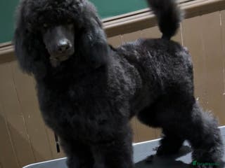 Standard Poodle dogs Champion sired standard poodles - Advert 11