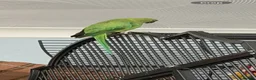 Parakeets birds for sale: 2 female ringnecks for sale  in Colchester - Advert 3