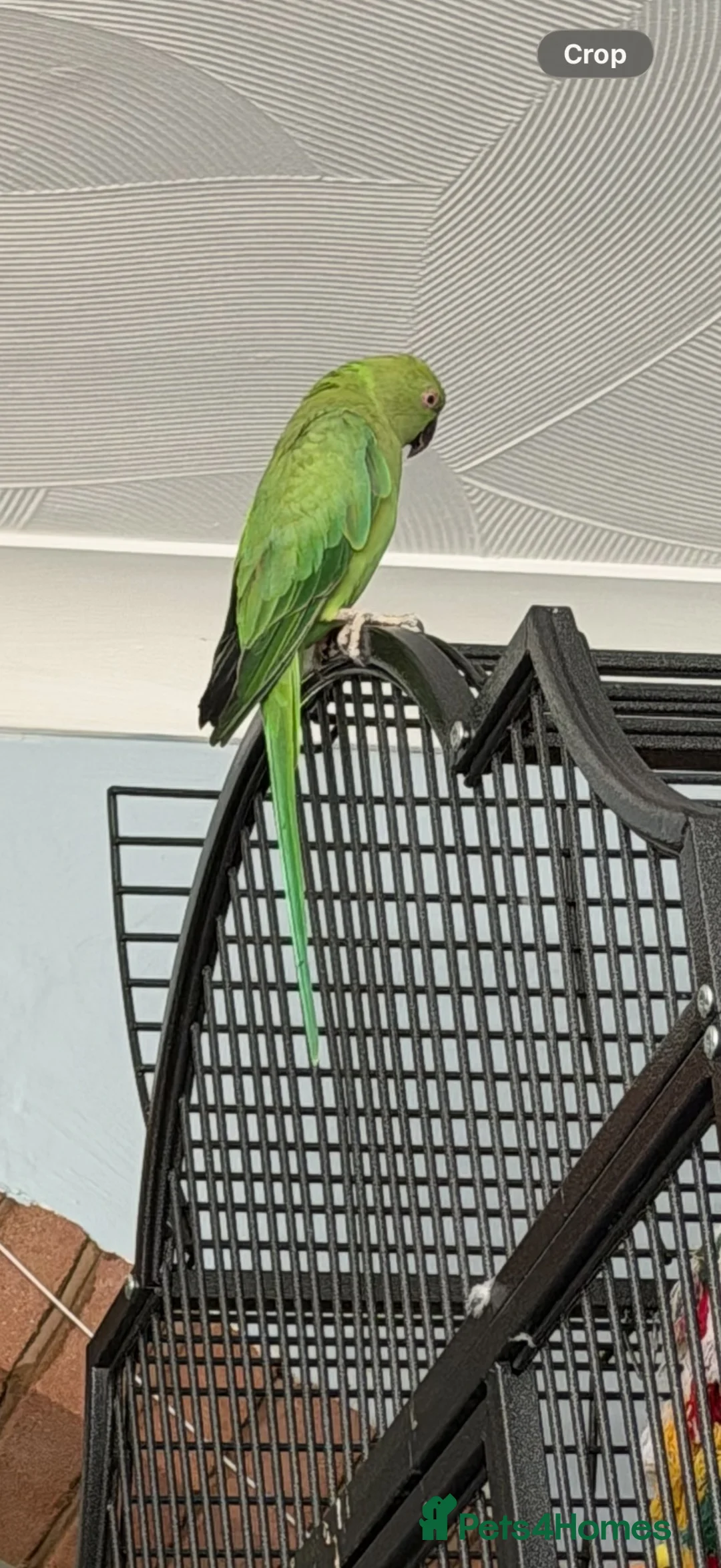 Parakeets birds for sale: 2 female ringnecks for sale  in Colchester - Advert 3