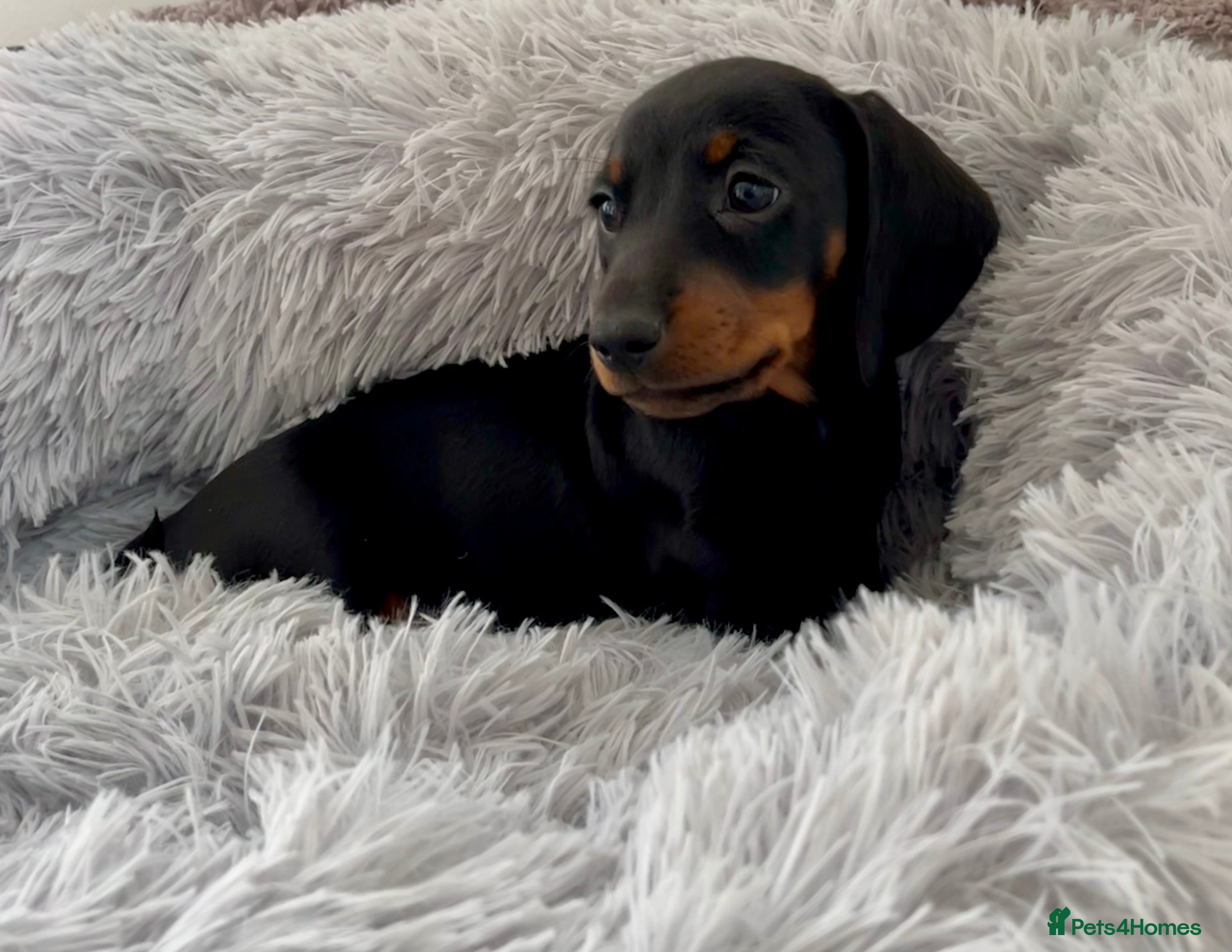 Dachshund dogs Miniature Dachshund puppies  - Advert 10