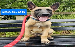 Belgian Shepherd Dog dogs for sale: KC Reg Belgian Shepherd Malinois pups for sale in Newport - Image 18