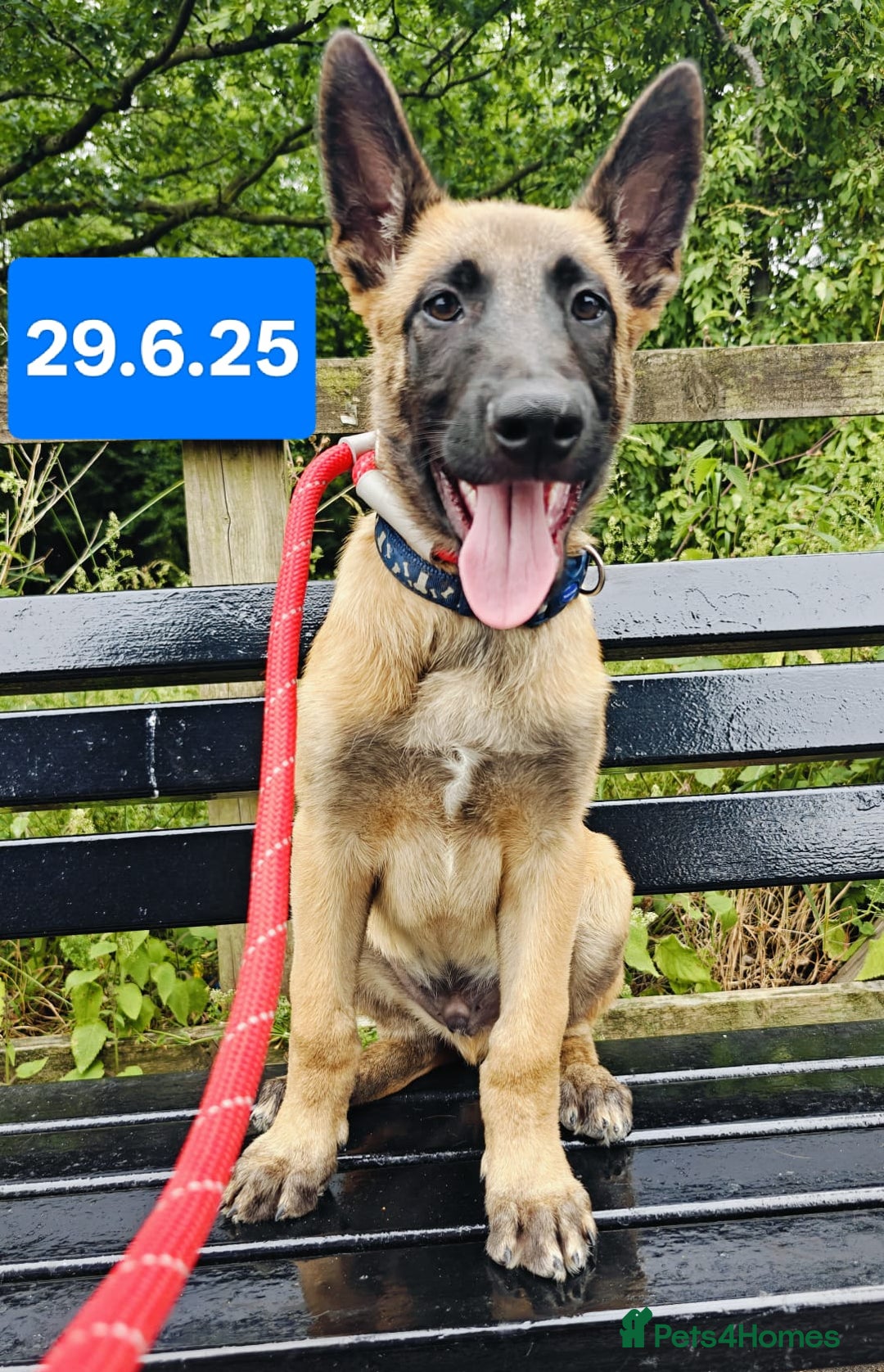 Belgian Shepherd Dog dogs for sale: KC Reg Belgian Shepherd Malinois pups for sale in Newport - Image 18