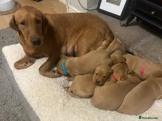 Labrador Retriever dogs Fox red lab in Nottingham - Advert 9
