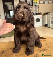 Cocker Spaniel dogs Show ! breeding or pet ! Quality show pups - Advert 1