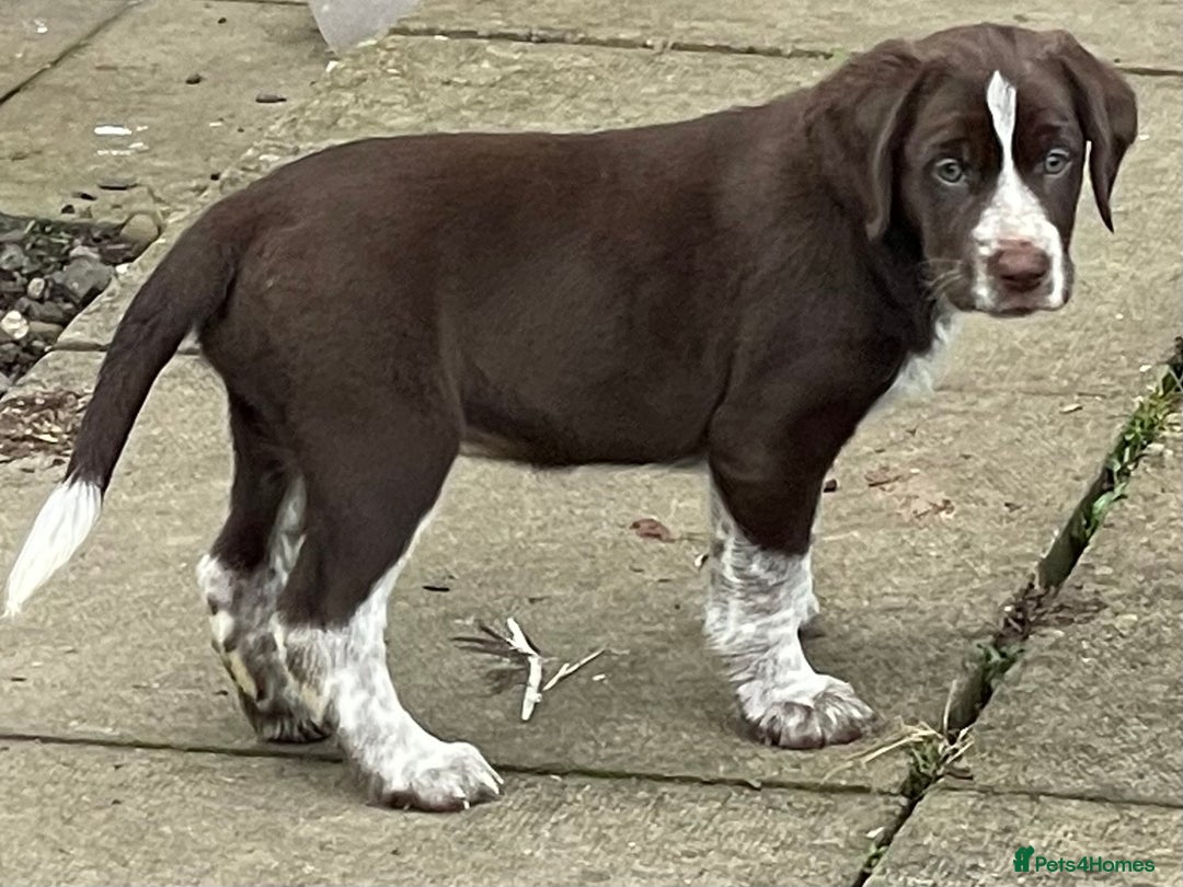 Mixed Breed dogs for sale: Sprollie pups for sale - Advert 10