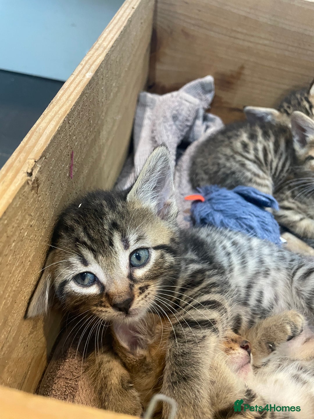 Mixed Breed cats for sale: 7 Half Snow Bengal kittens - Image 3