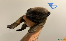 Mixed Breed dogs for sale: Rottweiler X Olde Tyme bulldog (Bullweilers)  - Image 3