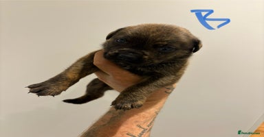 Mixed Breed dogs - Advert 16