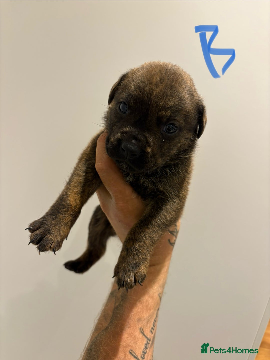Mixed Breed dogs for sale: Rottweiler X Olde Tyme bulldog (Bullweilers)  - Image 3