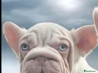 French Bulldog dogs 🔥🔥 FRENCH BULLDOG 🔥🔥 - Advert 4