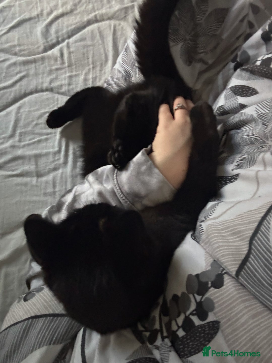 British Shorthair cats for sale: Year old girl looking for a new home - Image 5