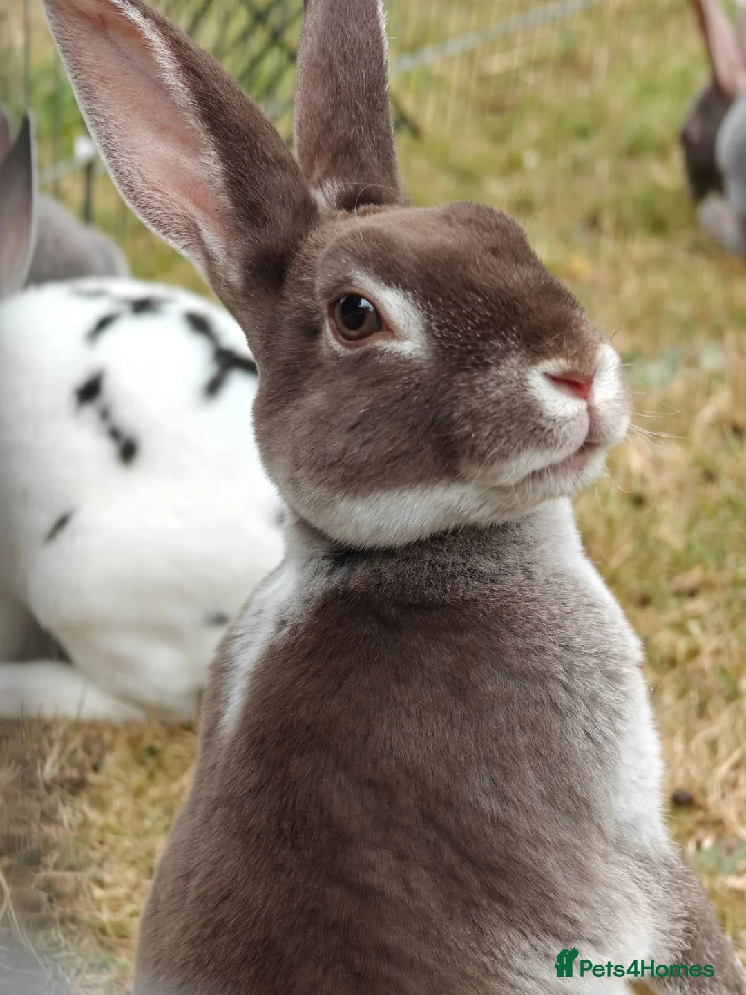 Rex rabbits for sale: Mini Rex Rabbits  - Advert 1