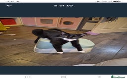 British Shorthair cats for sale: 4 female cats to rehome - Image 5