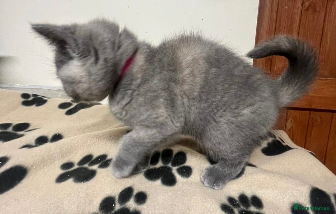 British Shorthair cats for sale: 3 BSH female kittens remaining-  ready now.  - Image 5