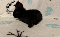 Dwarf Lop rabbits for sale: VERY Friendly lop rabbits - ready now!!  - Image 4
