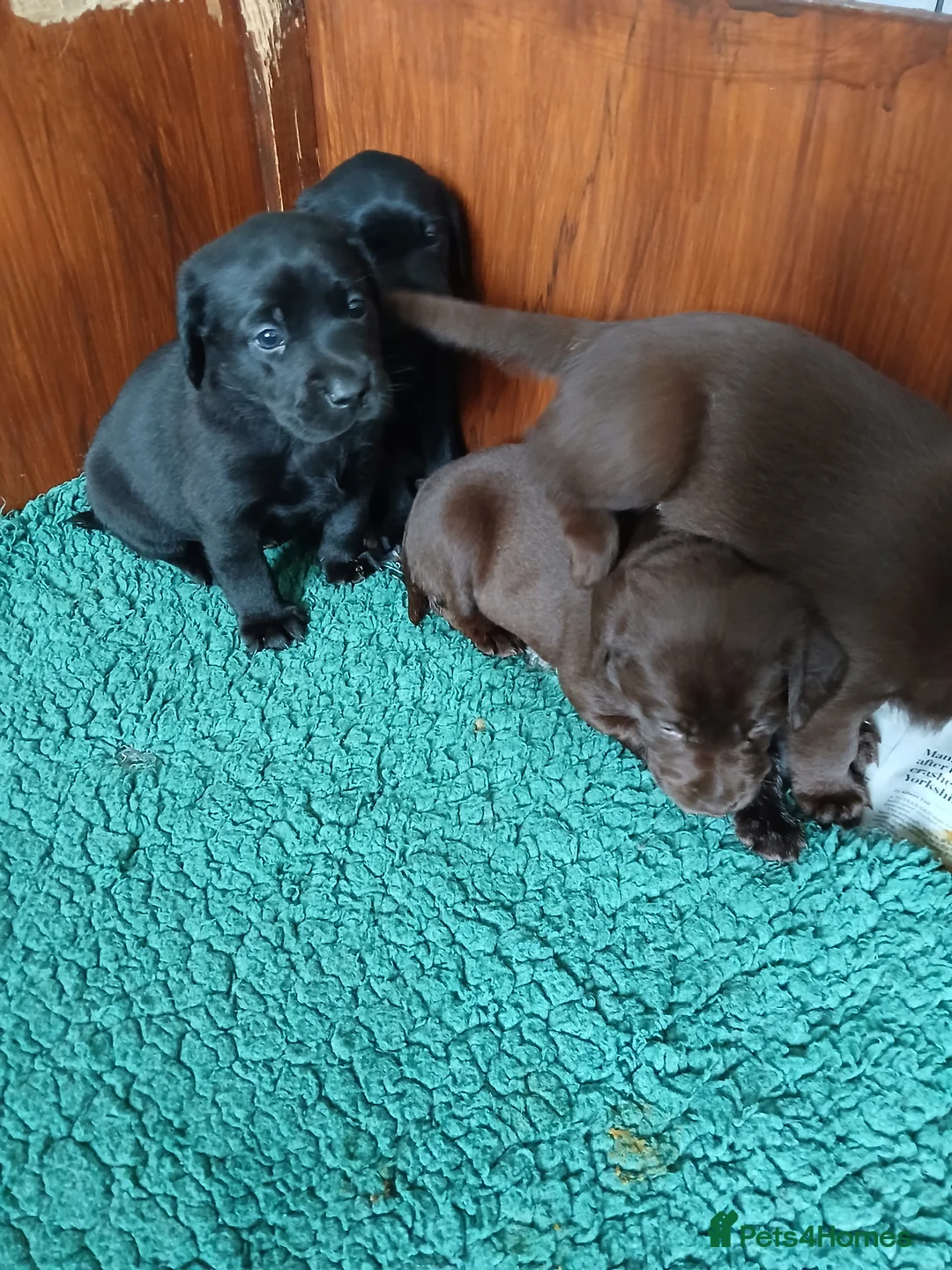 Labrador Retriever dogs for sale: Black Labrador puppies  - Advert 2