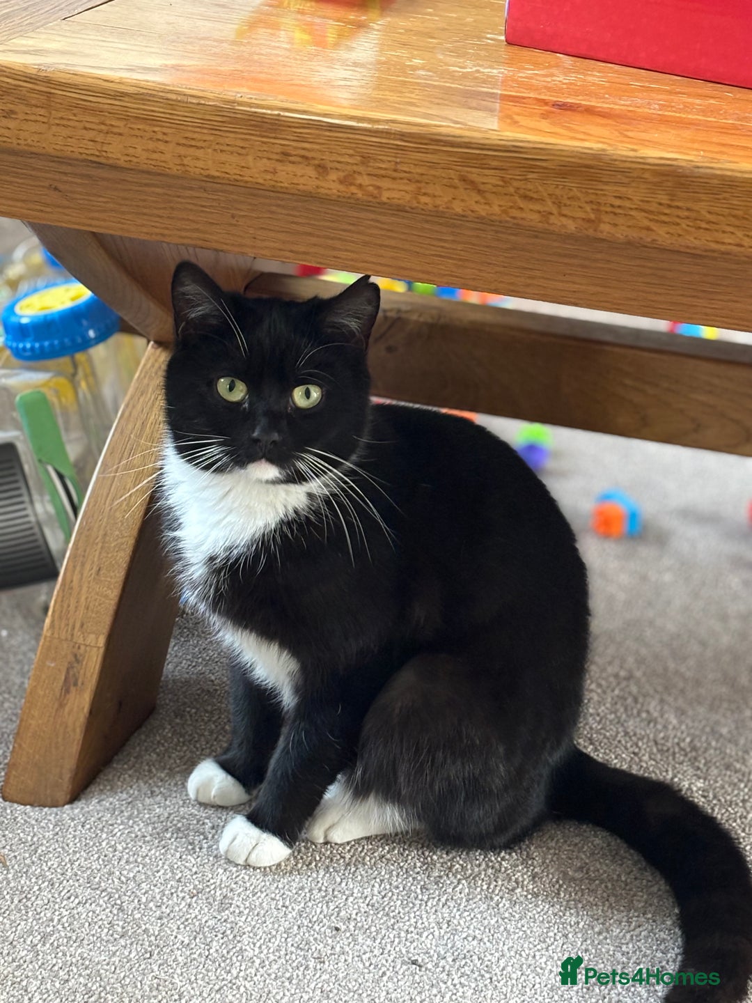 Mixed Breed cats for sale: Two boys, ready now  - Image 3