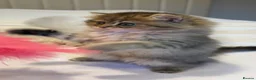 Persian cats for sale: GCCF Registered Persian Kittens Available - Advert 10
