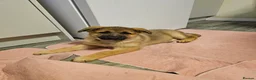 German Shepherd dogs for sale: Straight backed Female German Shepherds  - Advert 7