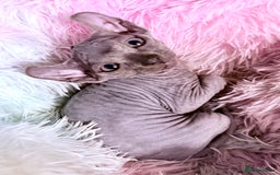 Sphynx cats for sale: Dwelf and Elf kittens - Image 7