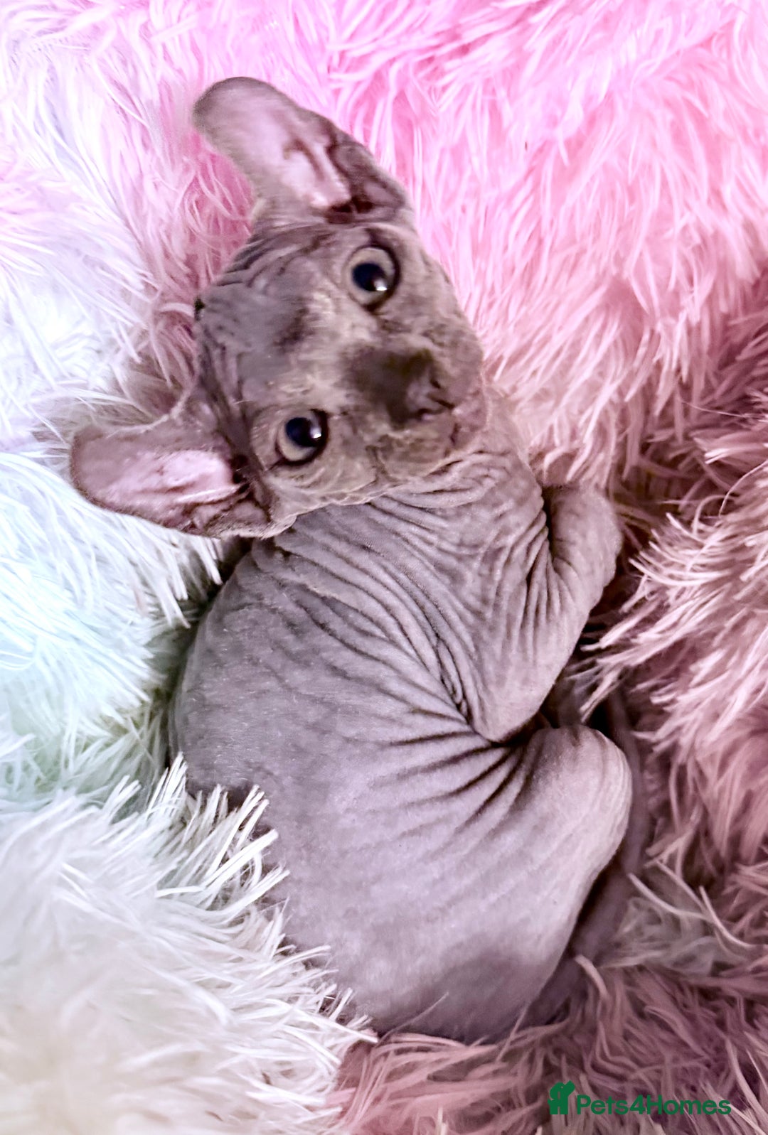 Sphynx cats for sale: Dwelf and Elf kittens - Image 7