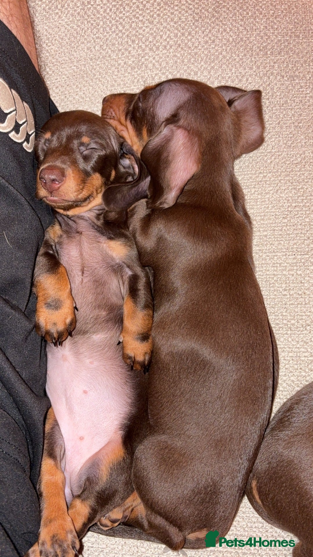 Miniature Dachshund dogs for stud: FOR STUD PROVEN KCreg Choc & tan mini Dachshund in Sunderland - Advert 32