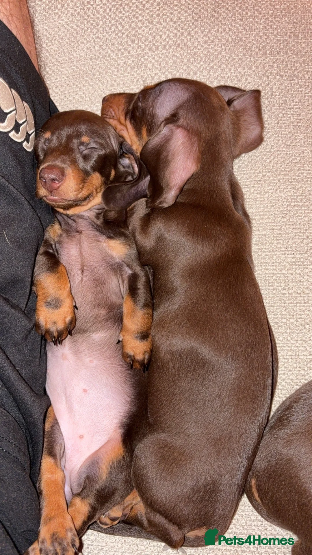 Miniature Dachshund dogs for stud: FOR STUD PROVEN KCreg Choc & tan mini Dachshund in Sunderland - Advert 32