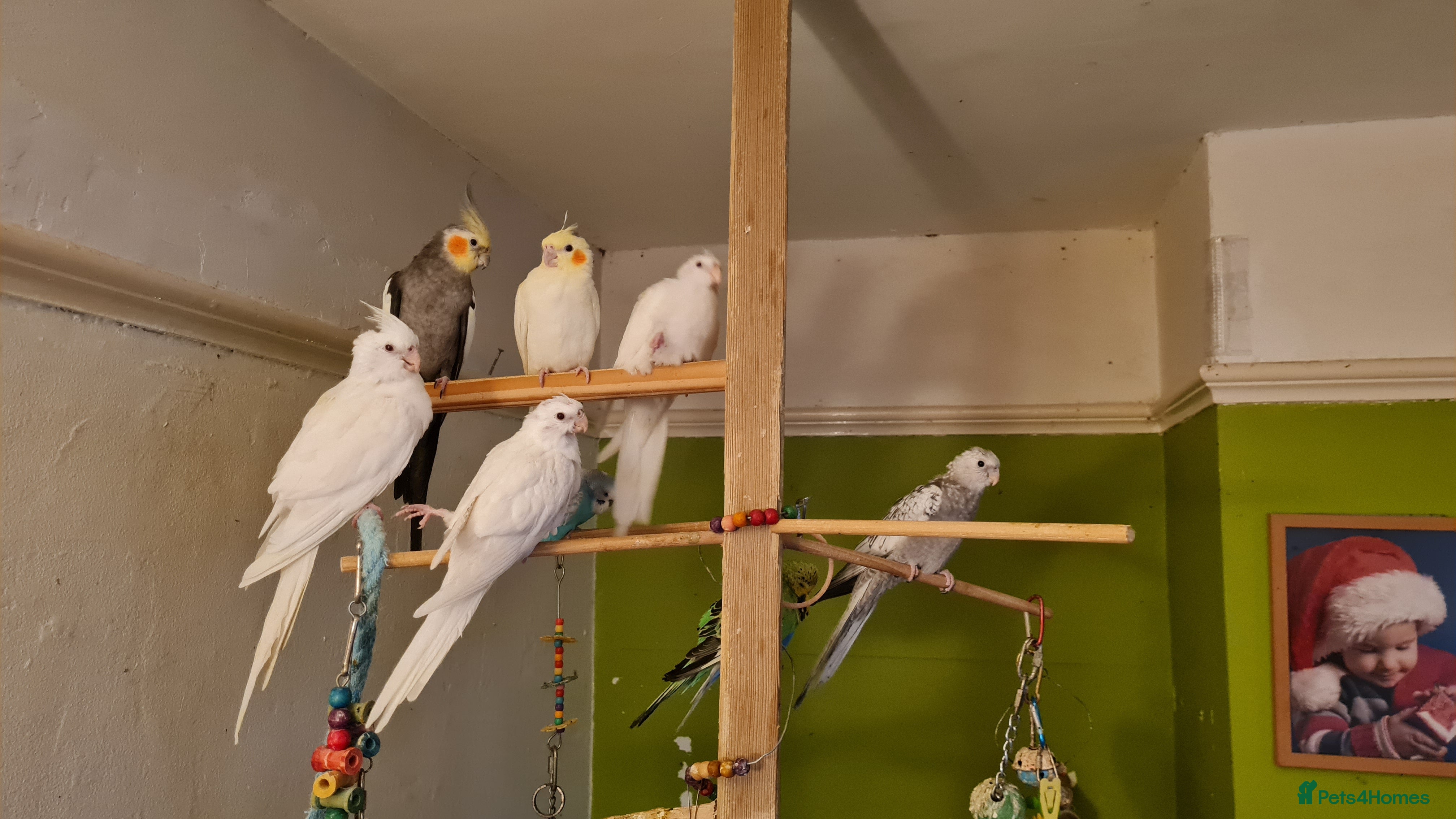 Cockatiels birds Baby cockatiels for sale  - Advert 6