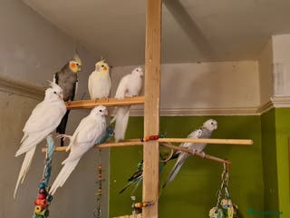 Cockatiels birds Baby cockatiels for sale - Advert 5
