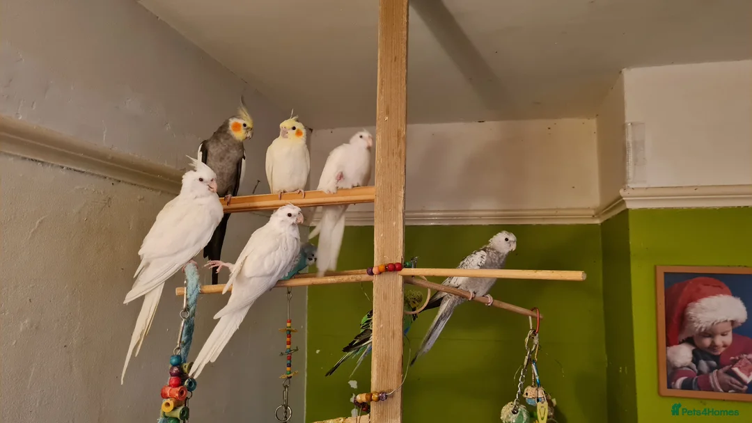 Cockatiels birds for sale: Baby cockatiels for sale  - Advert 11