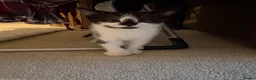 Mixed Breed cats for sale: beautiful mix breed cat  - Advert 1