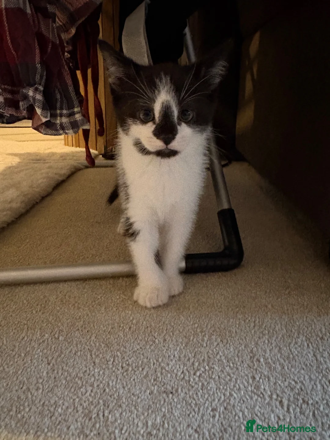Mixed Breed cats for sale: beautiful mix breed cat  - Advert 1