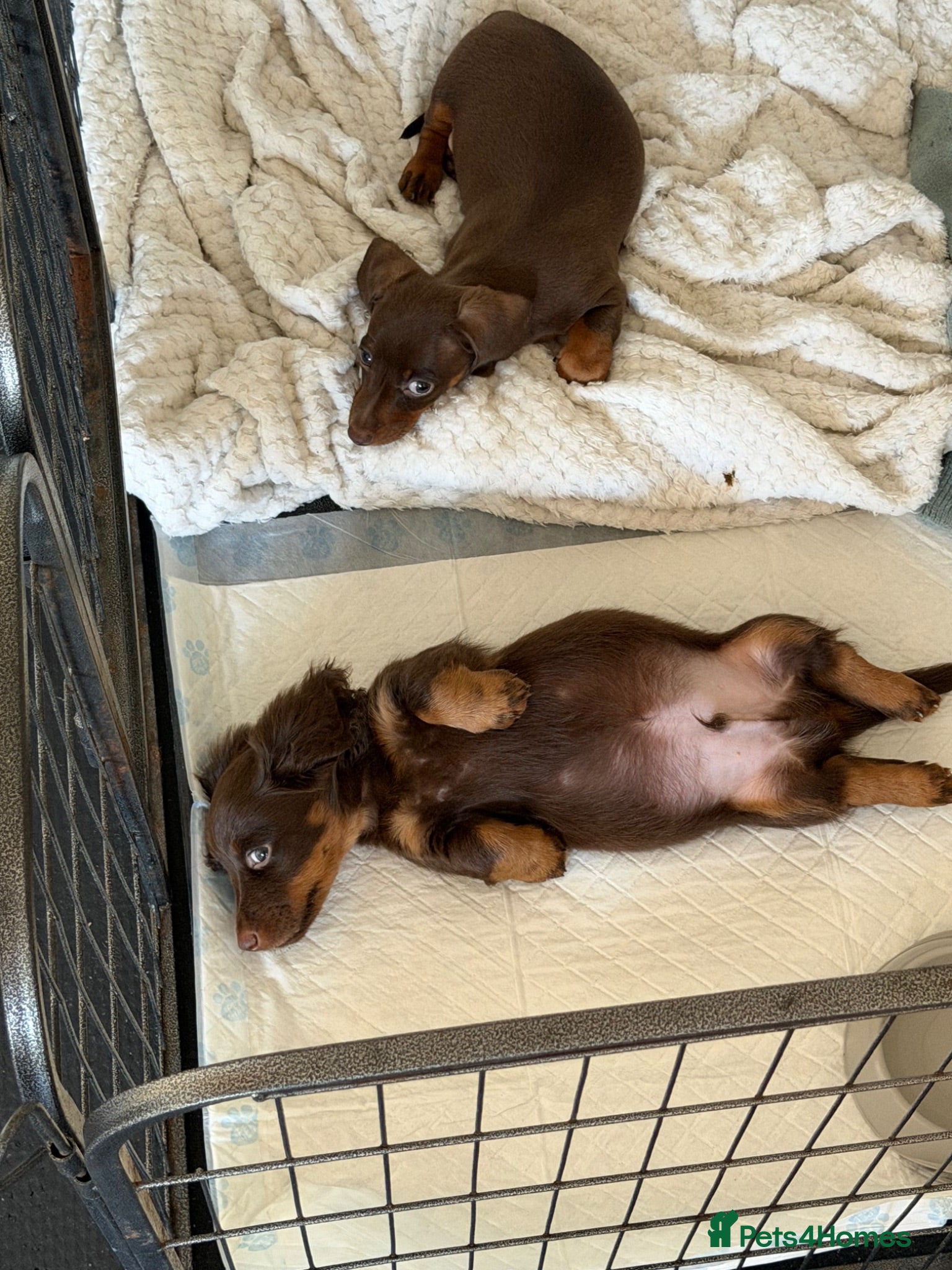 Dachshund dogs Miniature Dachshund Puppies  - Advert 2