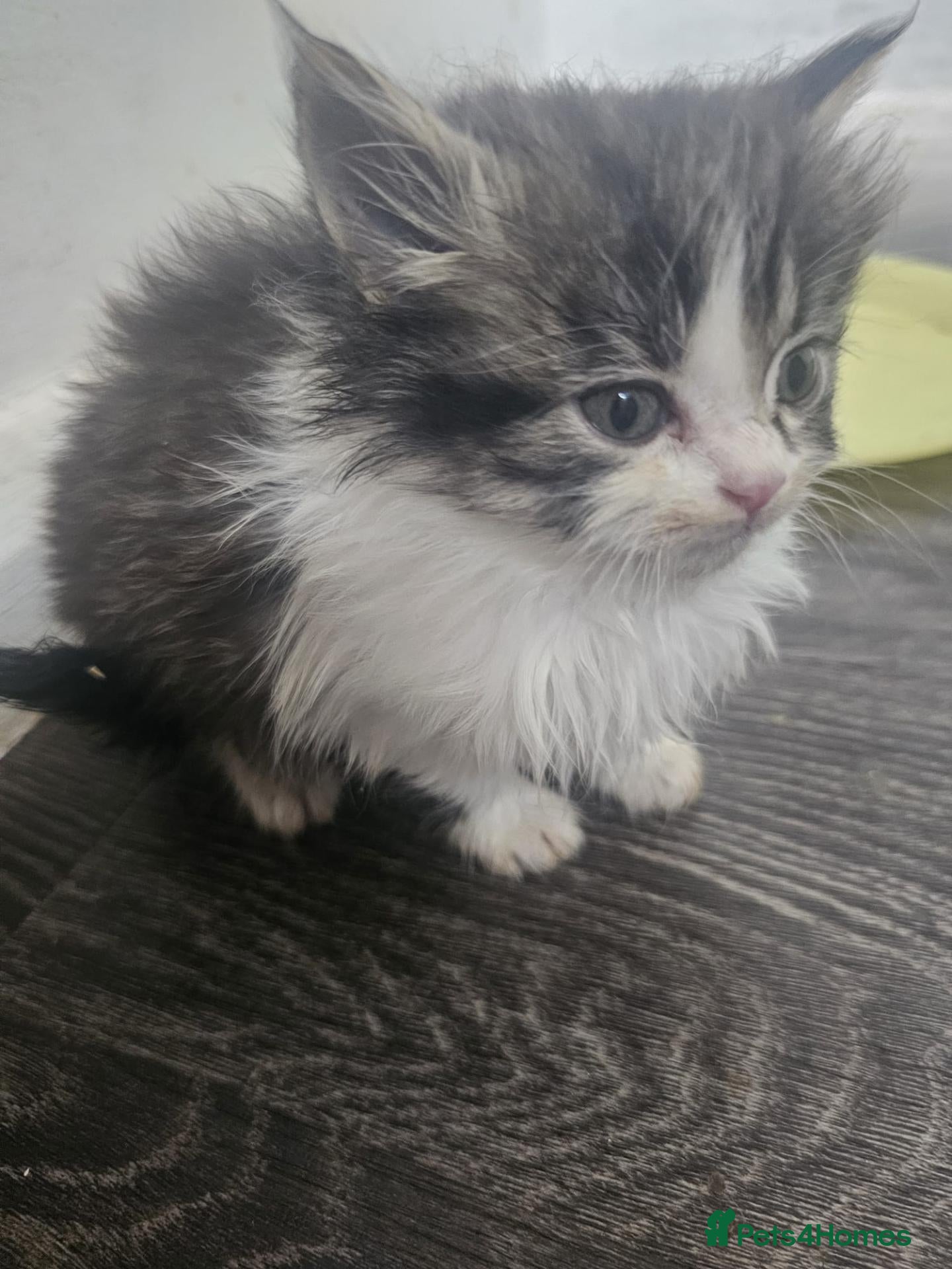 Mixed Breed cats 2 kittens for sale  - Advert 16