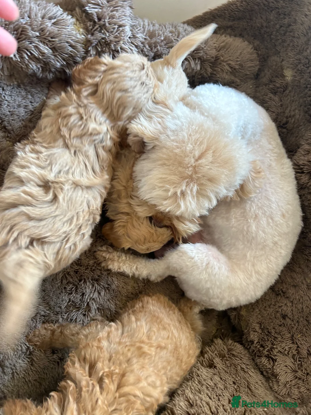 Maltipoo dogs for sale: Quality Maltipo’s wanted forever homes  - Advert 13