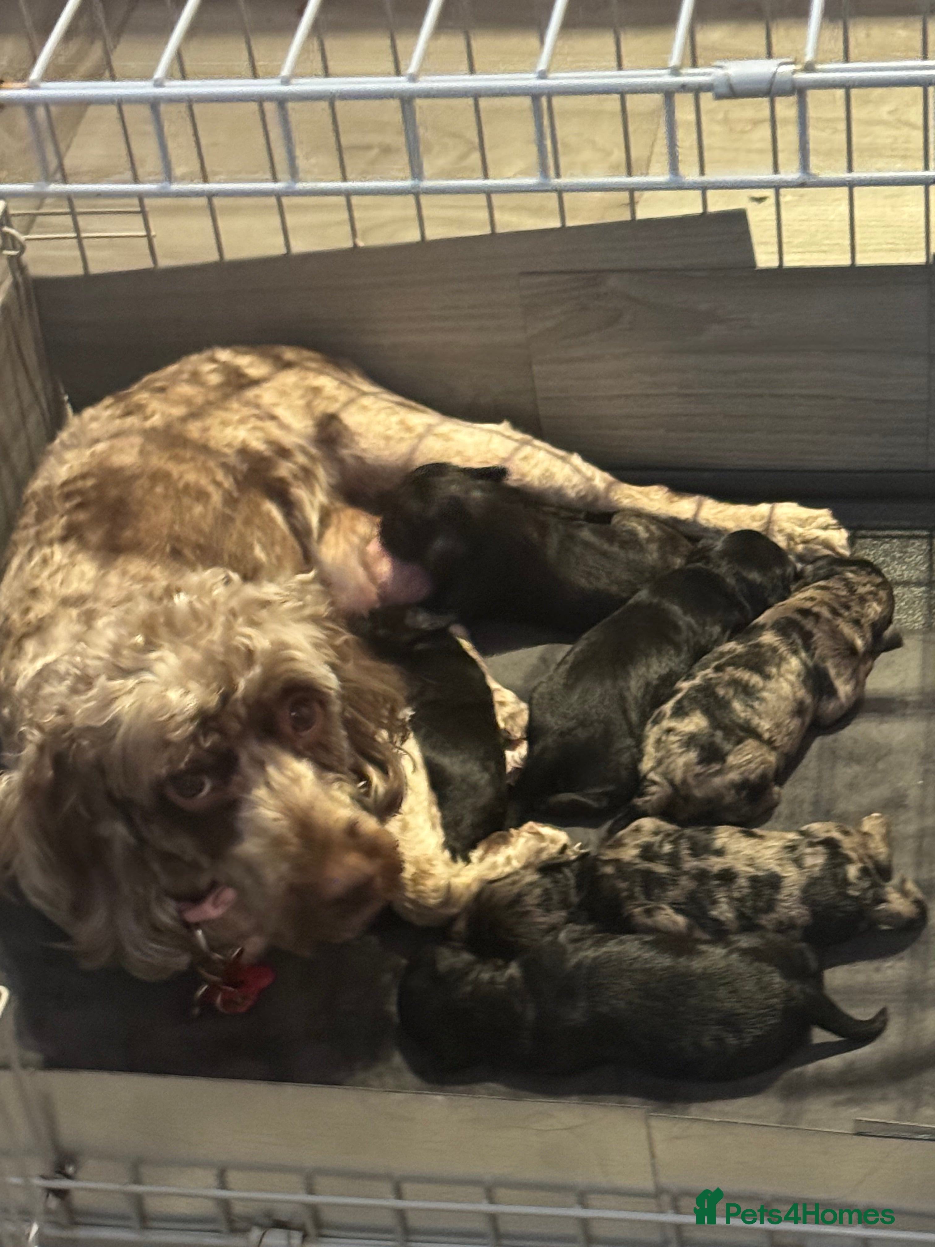 Mixed Breed dogs golden doodle/ cockerpoo puppies 5 boys  - Advert 2
