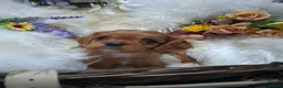 Cavalier King Charles Spaniel dogs for sale: KC Health tested Cavaliers  - Advert 15