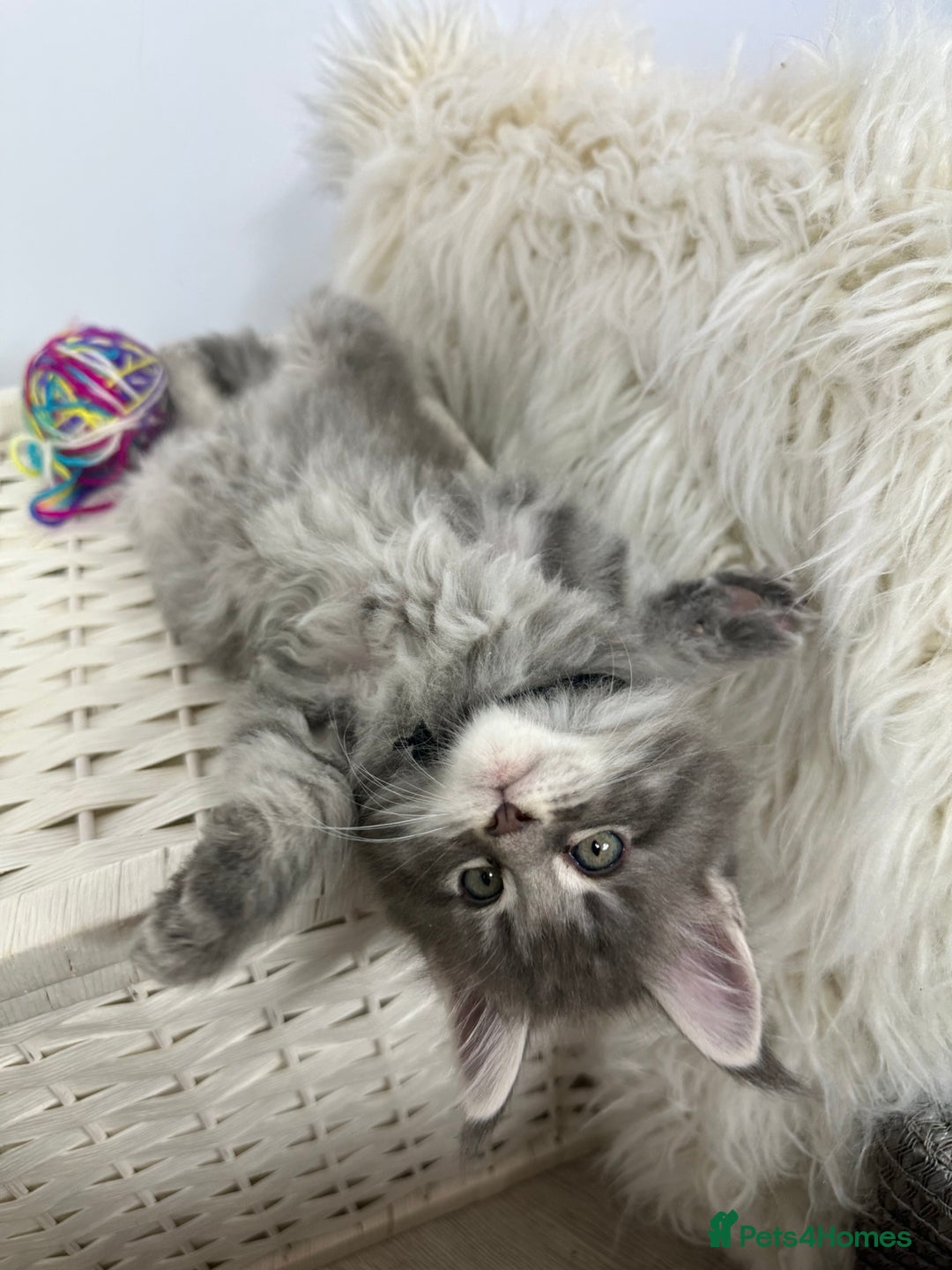 Maine Coon cats for sale: Gorgeous Pure Breed Maine Coon Kittens - Image 29